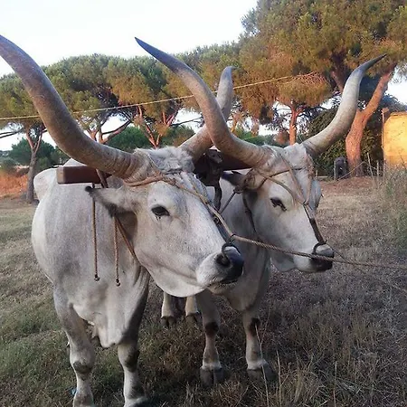 Amore Di Maremma לינה וארוחת בוקר 3*